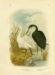 Spotless Egret Or Little Egret, 1891